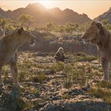 Mufasa: Aslan Kral Filmi Fotoğrafları