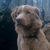 Good Boy Filmi Fotoğrafları