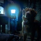 Good Boy Filmi Fotoğrafları