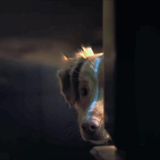 Good Boy Filmi Fotoğrafları