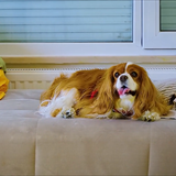 Emma Sevimli Köpek Filmi Fotoğrafları