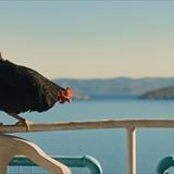 Tavuk Filmi Fotoğrafları