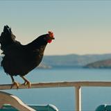 Tavuk Filmi Fotoğrafları