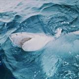 Jaws Filmi Fotoğrafları