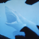 Jaws Filmi Fotoğrafları