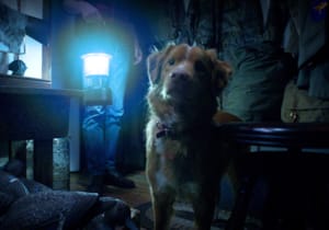Paranormal olayları bir köpeğin gözünden anlatan korku filmi Good Boy'dan fragman yayınlandı