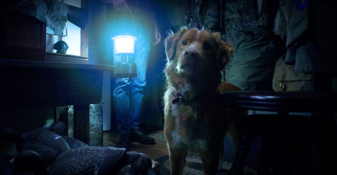 Paranormal olayları bir köpeğin gözünden anlatan korku filmi Good Boy'dan fragman yayınlandı