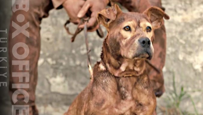 Dikkat Köpek Var Filmi Fragman